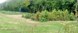 organic vegetable garden